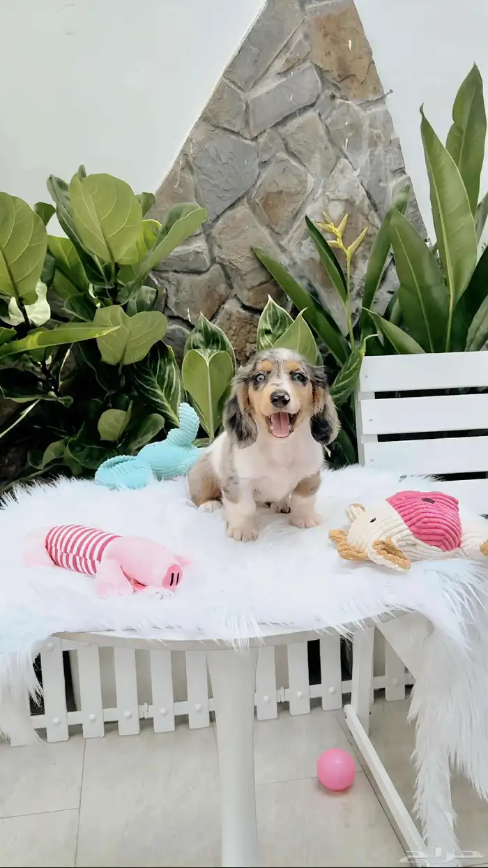 جرو داتشوند (داشهند) لون ميرل Long Hair merle Dachshund 0