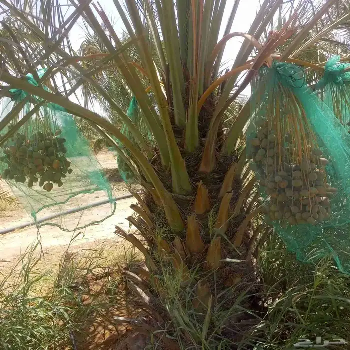 زبائن الكرام السلام عليكم ورحمة يو جد لدينا نخل مثمر صنو بق 0