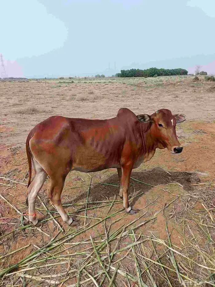 بقر بلدي للبيع 0