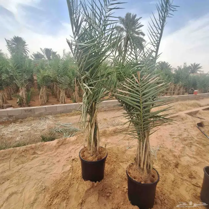 يتوفر الدينا نخيل عربي ممتاز مثمر البيع 7