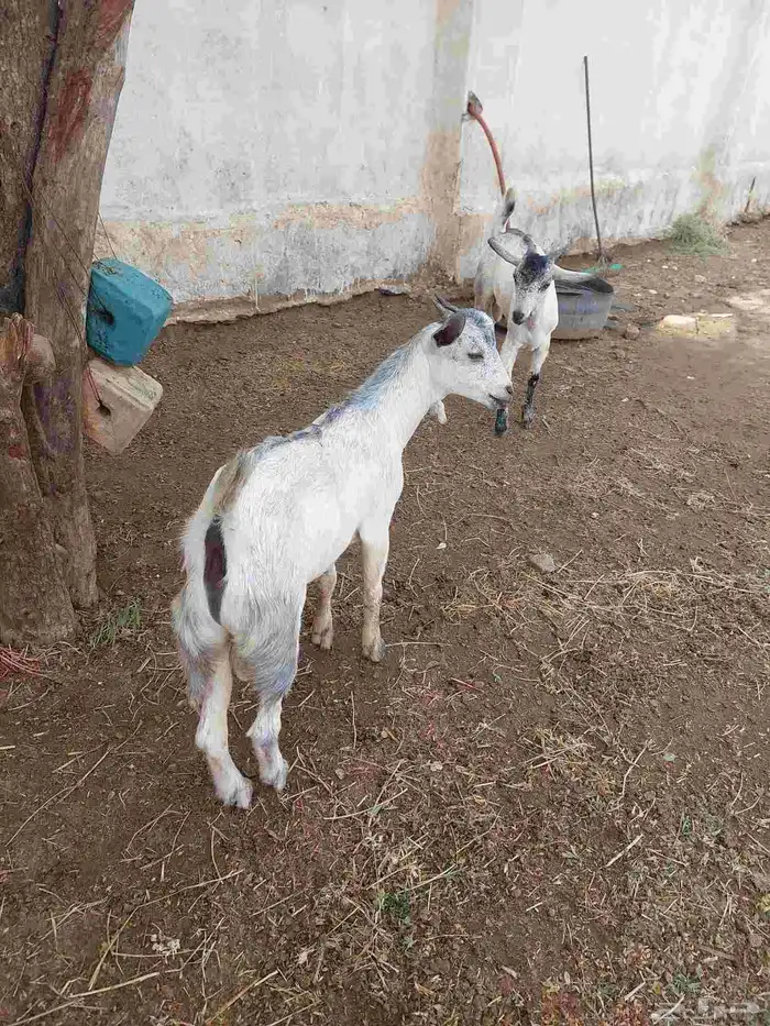 تيوس بلدية 3