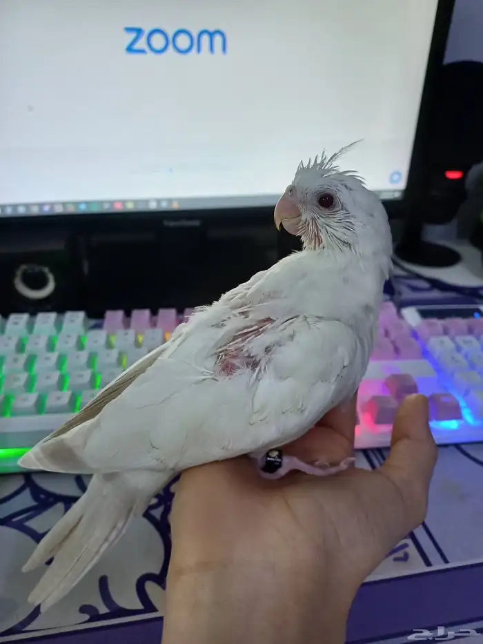 غر و تدريب الفروخ 0