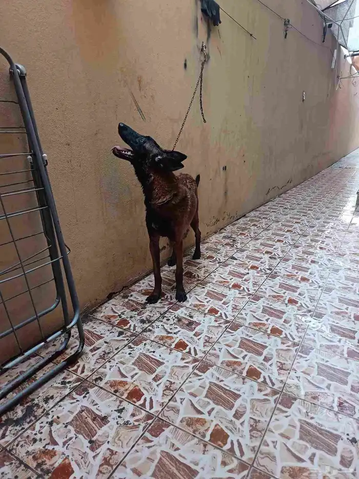 كلبه مالينو بيور بلجيكي انثاء العمر 5 الي6 شهور تربيه بيت ها 5
