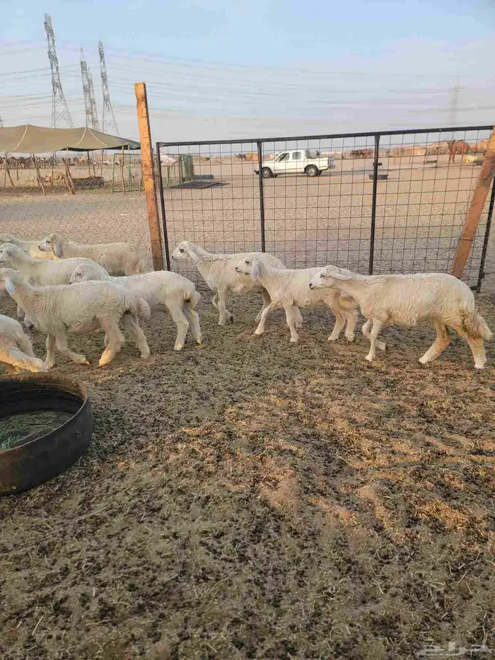 أعرض لكم غنم حريات خلفات وجنب العدد 45تحتها 24 6