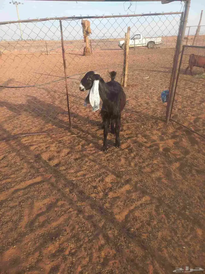 للبيع جفرة عارضيه 8