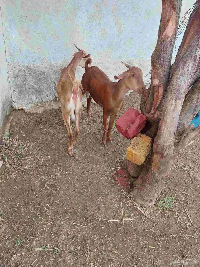 تيوس بلدية 0