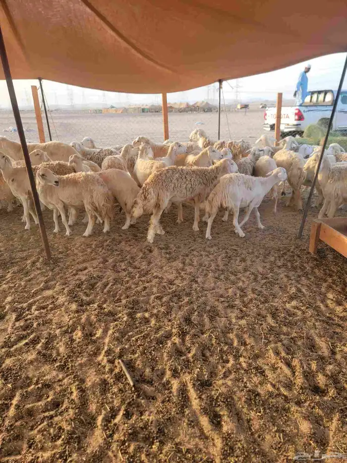 أعرض لكم غنم حريات خلفات وجنب العدد 45تحتها 24 3