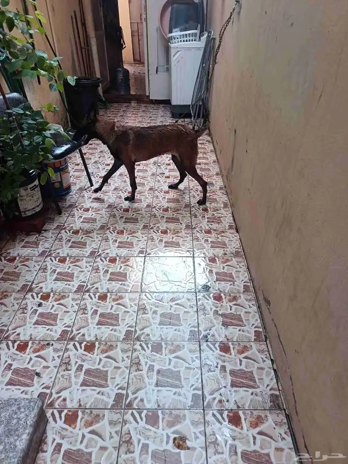 كلبه مالينو بيور بلجيكي انثاء العمر 5 الي6 شهور تربيه بيت ها 2