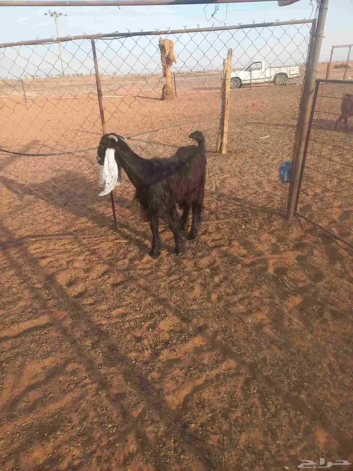 للبيع جفرة عارضيه 7