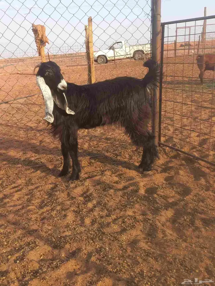 للبيع جفرة عارضيه 3