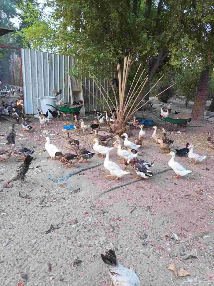 بط ودجاج واوزلبيع 0