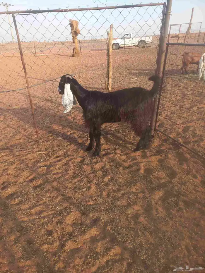 للبيع جفرة عارضيه 4