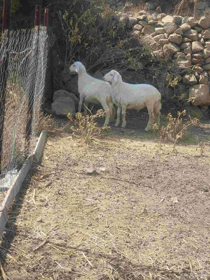 بهم للبيع 0