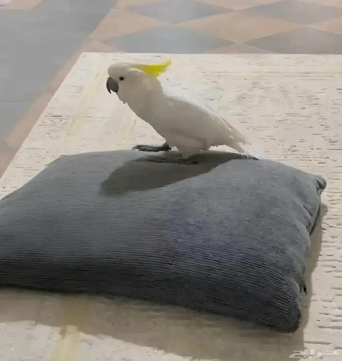 طير كوكاتو 1