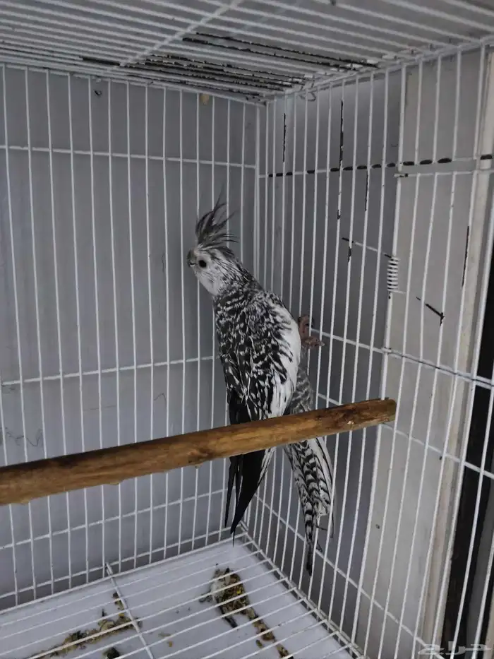 زوج كروان شرط انتاج تم البيع 0