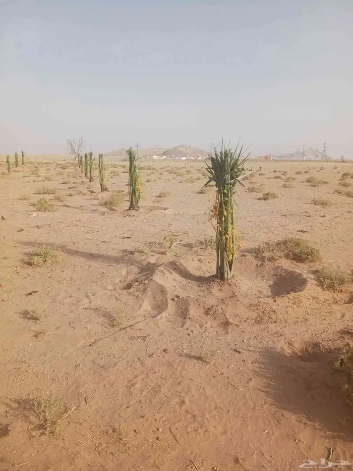يوجد لدينا جميع انواع النخيل المثمرة وزينه 6
