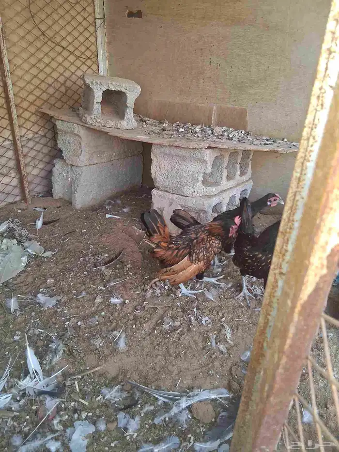 ديوك سبرايت العدد3 العمر اربع شهور ونص 3