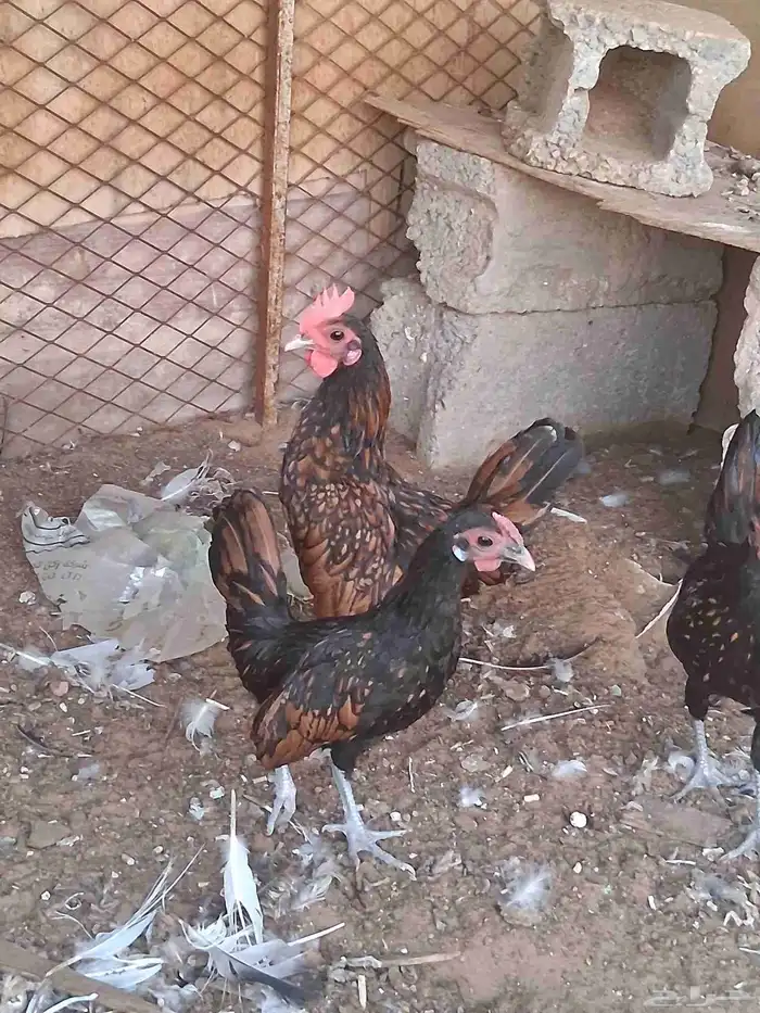 ديوك سبرايت العدد3 العمر اربع شهور ونص 5
