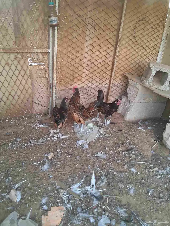 ديوك سبرايت العدد3 العمر اربع شهور ونص 1