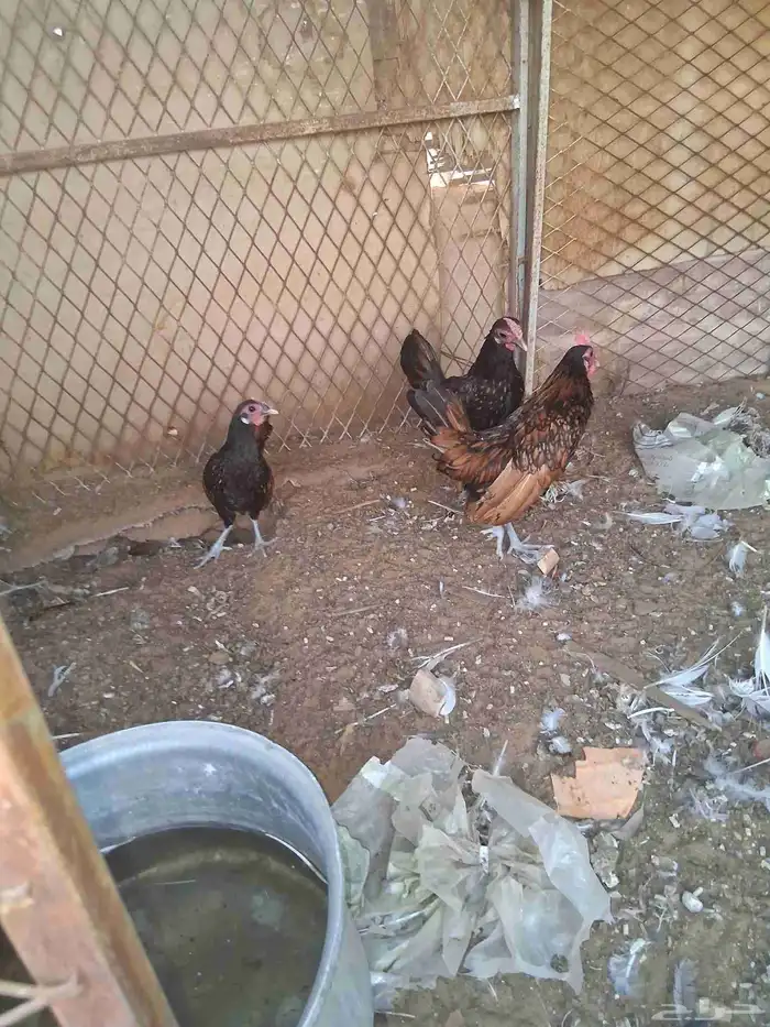 ديوك سبرايت العدد3 العمر اربع شهور ونص 7