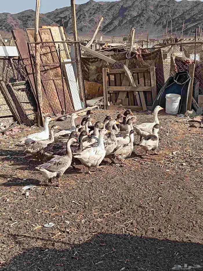 وز بلدي 0