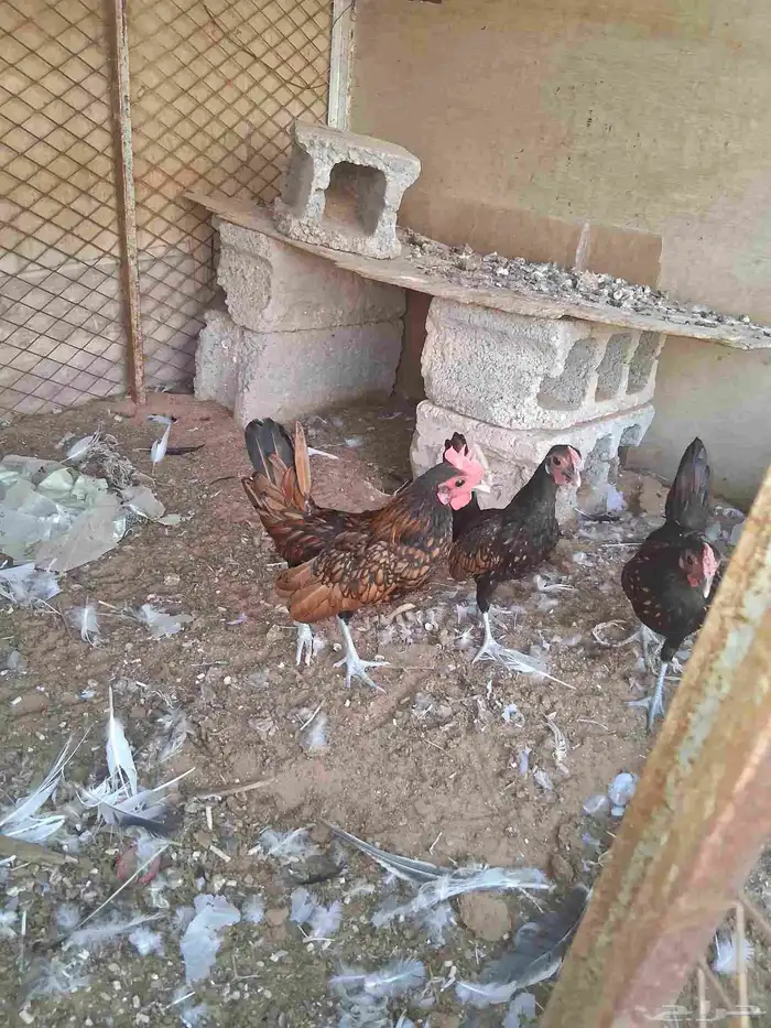 ديوك سبرايت العدد3 العمر اربع شهور ونص 6