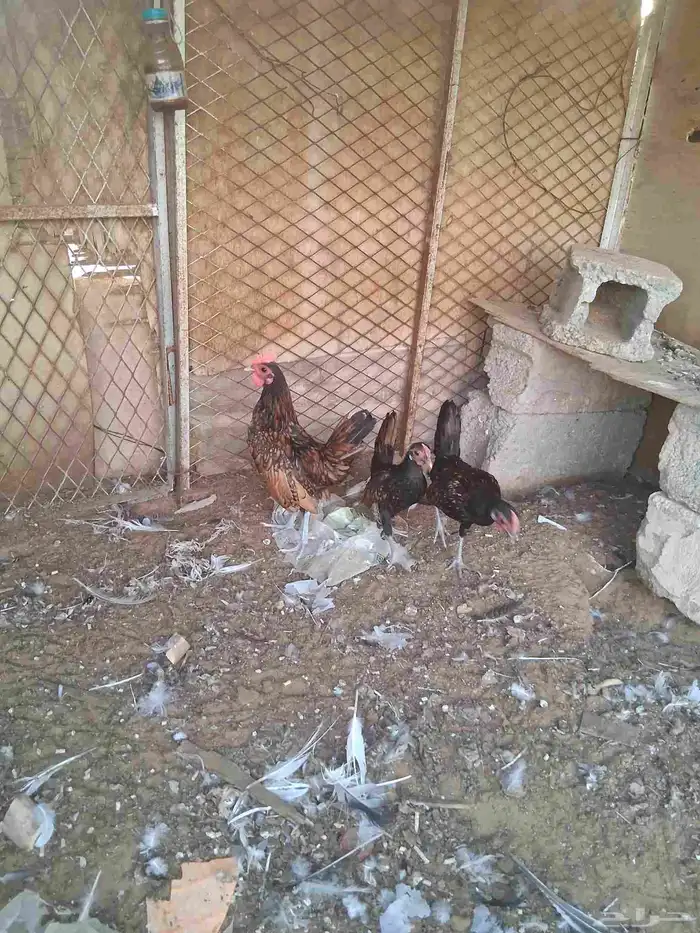 ديوك سبرايت العدد3 العمر اربع شهور ونص 0