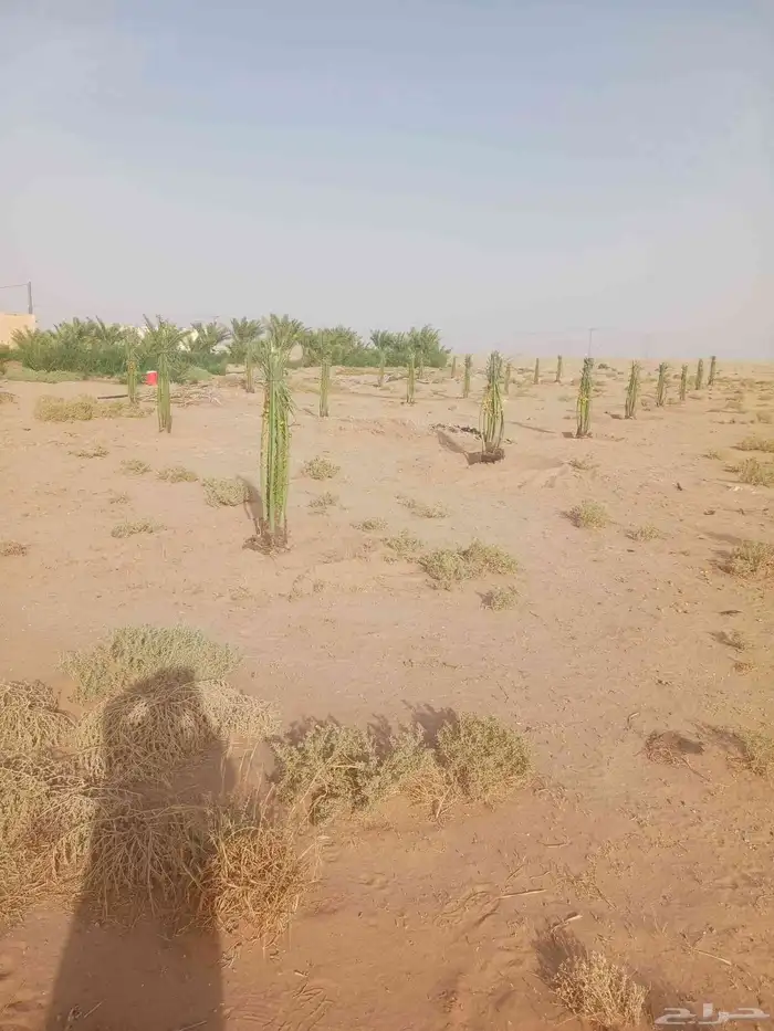 يوجد لدينا جميع انواع النخيل المثمرة وزينه 5