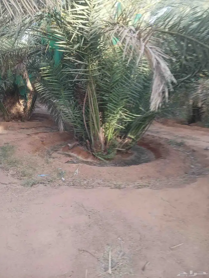 يوجد لدينا جميع انواع النخيل المثمرة وزينه 0