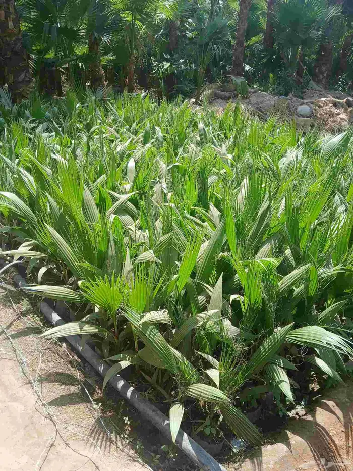 شتلات نخيل أمريكي وشنطني ابو مروحه من أفضل الانواع 0