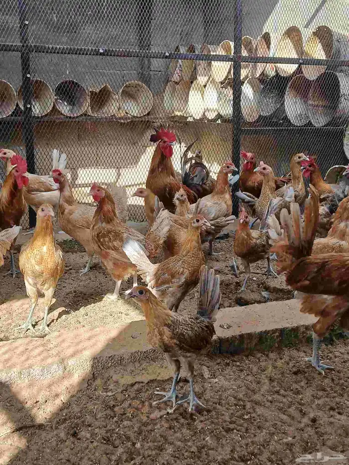 دجاج فيومي اصفر 2