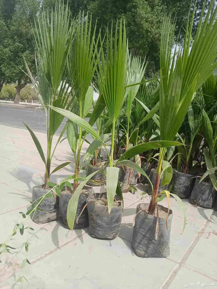 شتلات نخيل أمريكي وشنطني ابو مروحه من أفضل الانواع 2