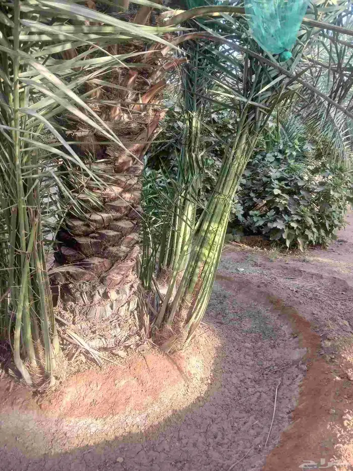 يوجد لدينا جميع انواع النخيل المثمرة وزينه 2