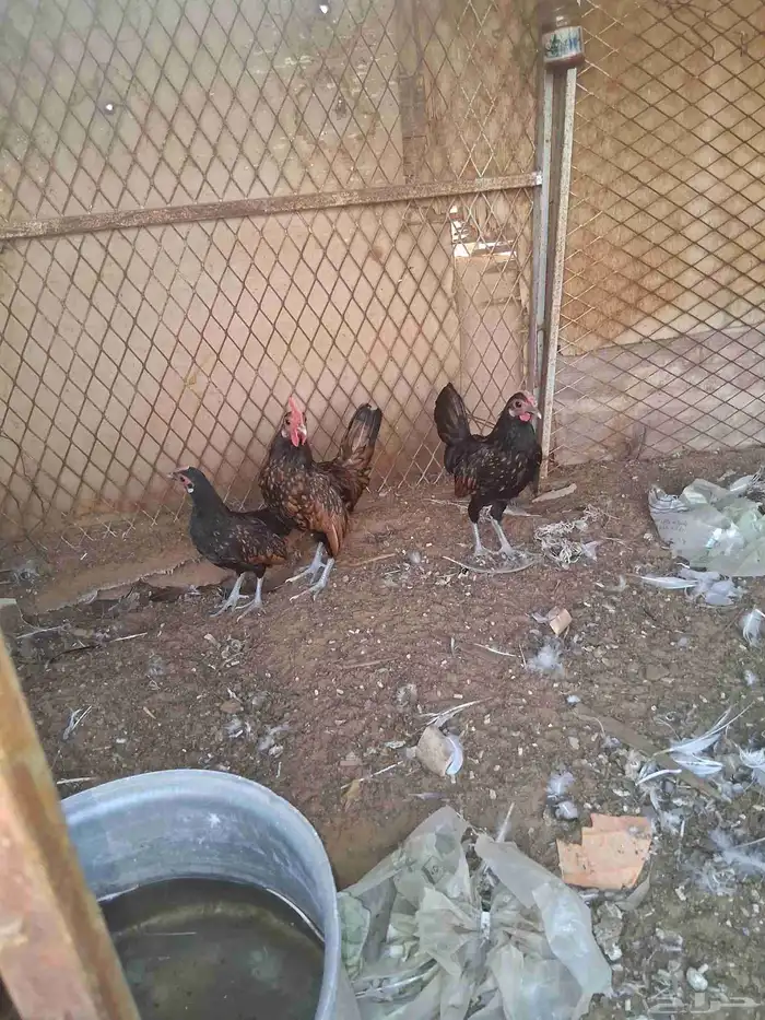 ديوك سبرايت العدد3 العمر اربع شهور ونص 8
