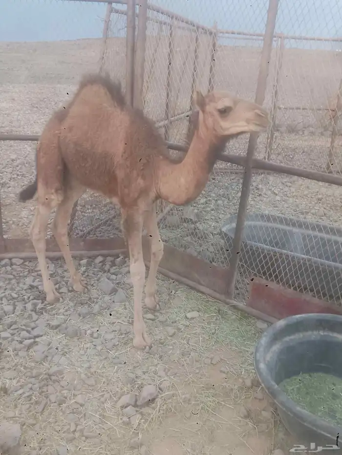 للبيع ونيت فورد شغال شرط وكاله مسقط 0