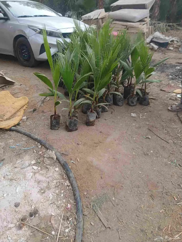 شتلات نخيل أمريكي وشنطني ابو مروحه من أفضل الانواع 1