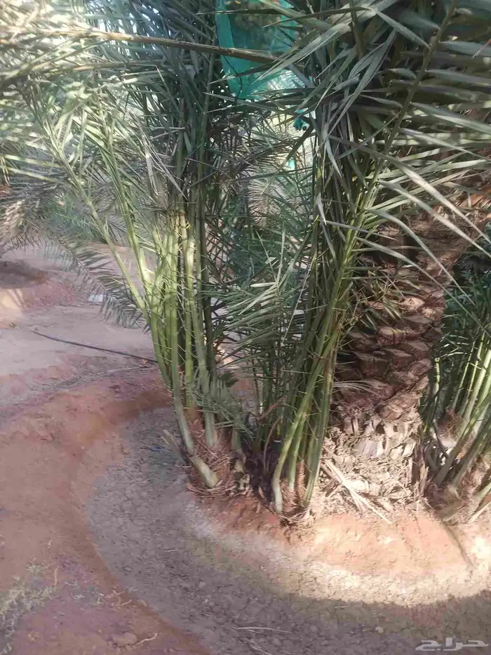 يوجد لدينا جميع انواع النخيل المثمرة وزينه 4