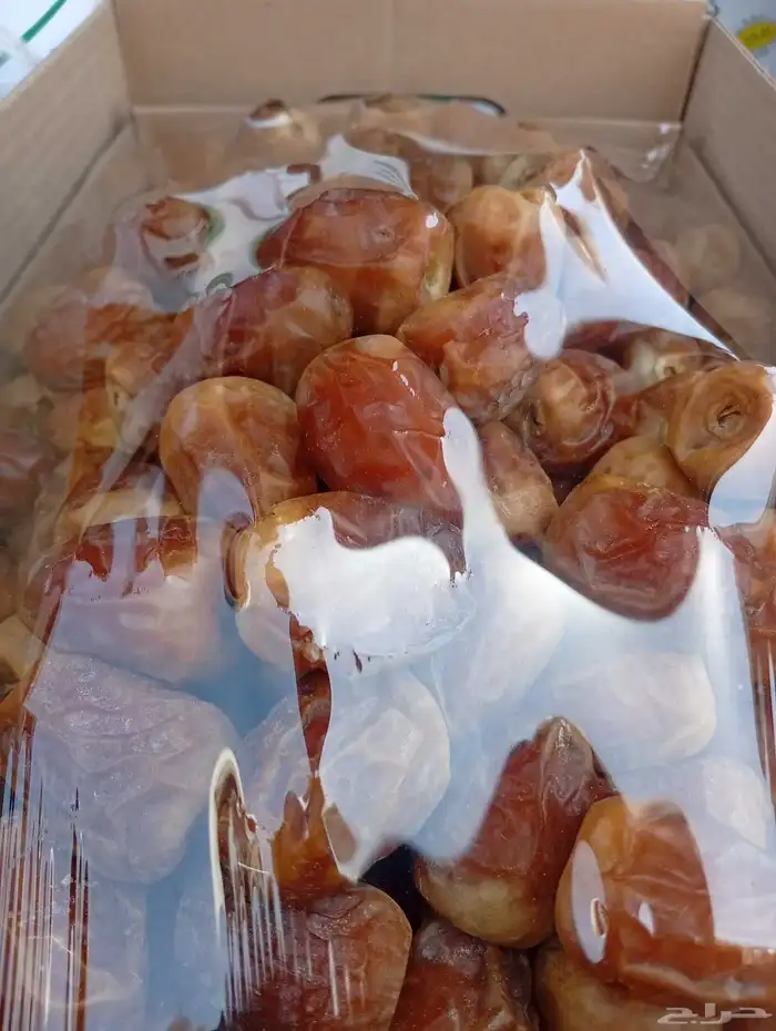 جلكسي مفتل القصيم جديد 2