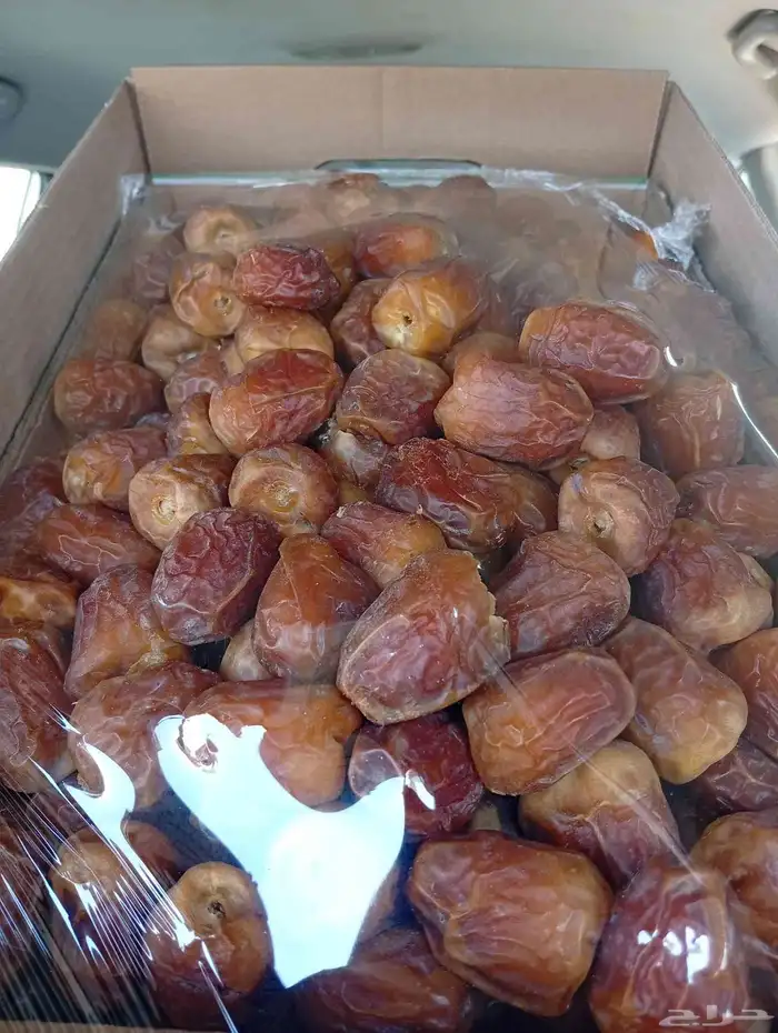 جلكسي مفتل القصيم جديد 0