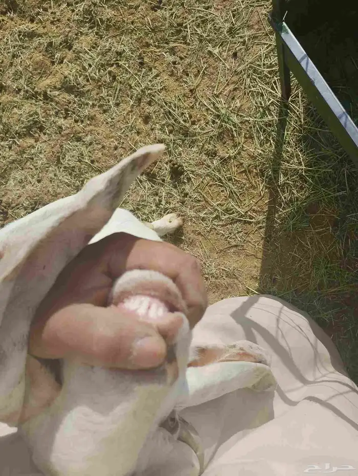 فحل ناهي مطور جذع 1