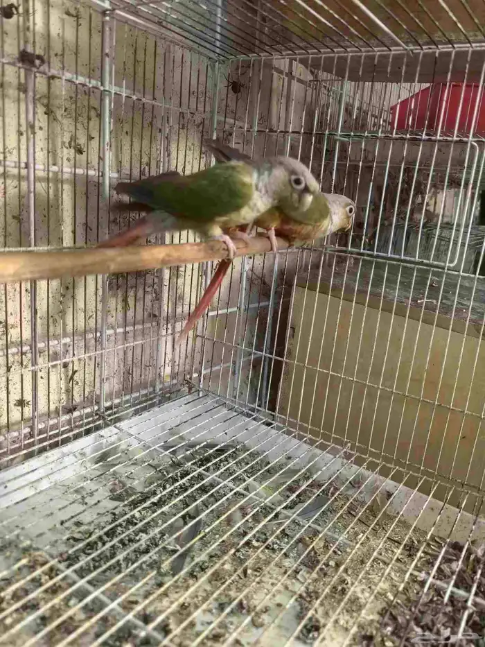 جوز كنيور أناناس مجهول 0