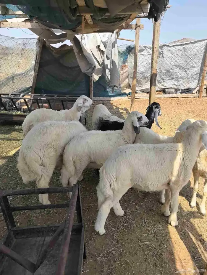 طليان حري ذبايح 2