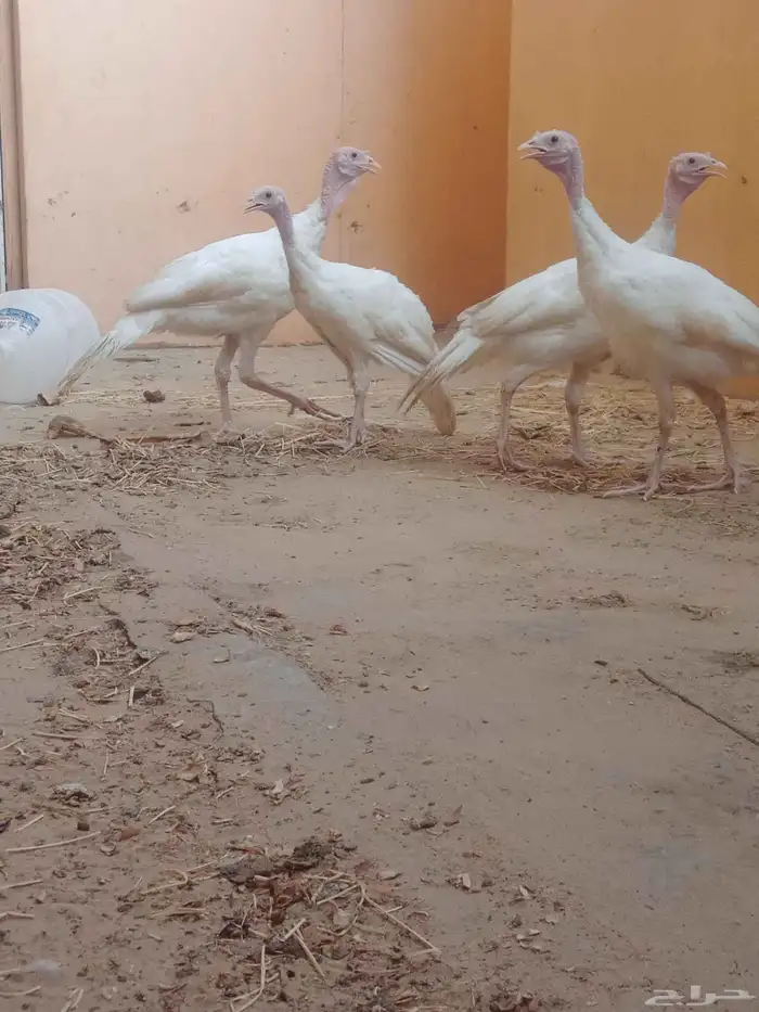 طيور رومي كركي 3 إناث وذكر 1