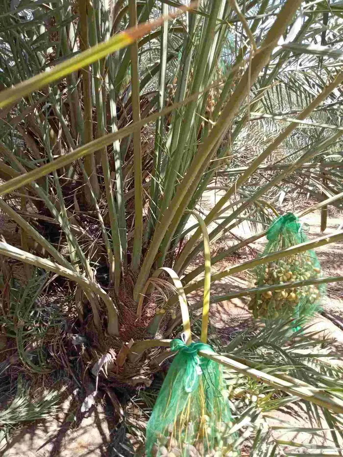 النخل للبيع وشاري يسوم جمله وتفرد حتا واحده 3
