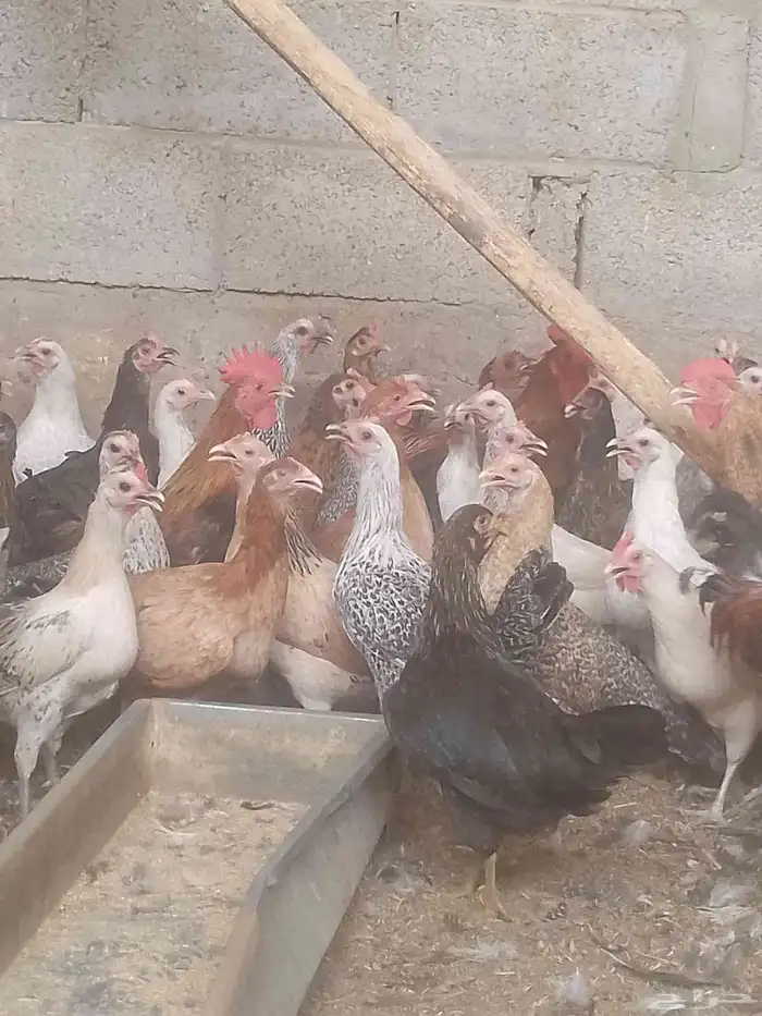 دجاج بلدي بياض 1