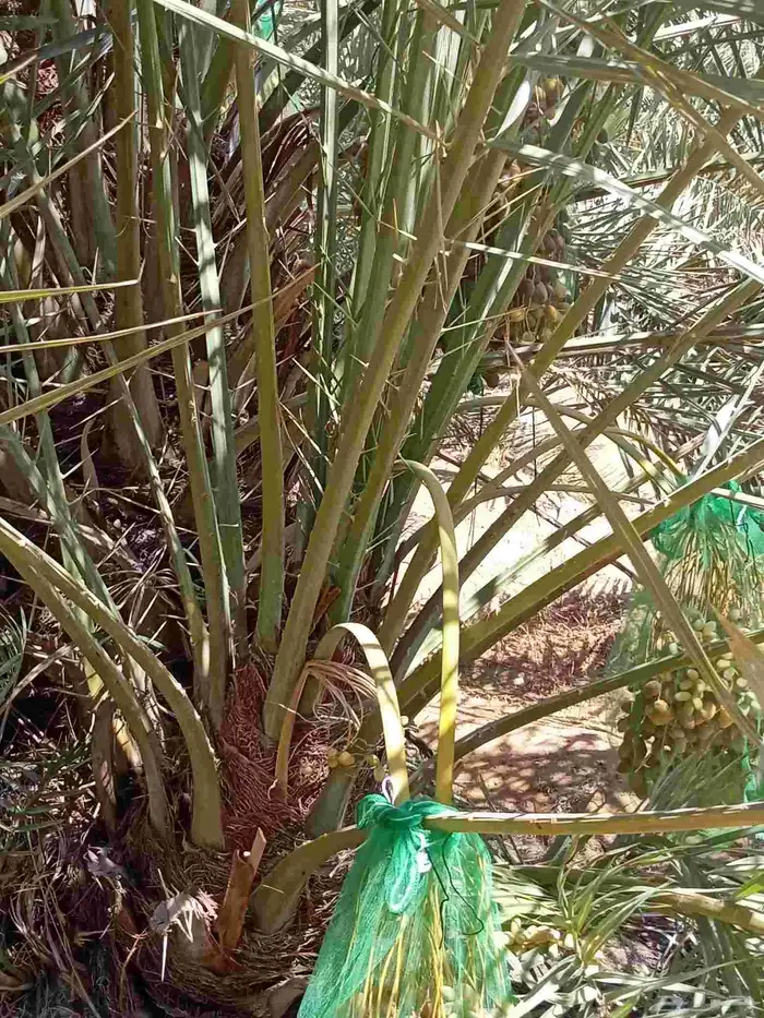 النخل للبيع وشاري يسوم جمله وتفرد حتا واحده 5