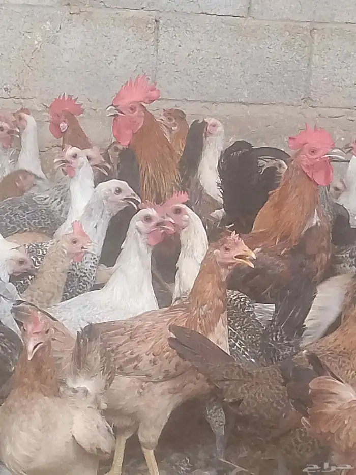 دجاج بلدي بياض 2
