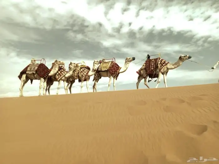 سلام عليكم يوجد الدينا اجار خيل و جمال وسيسي يوم اسبوع شهر 0