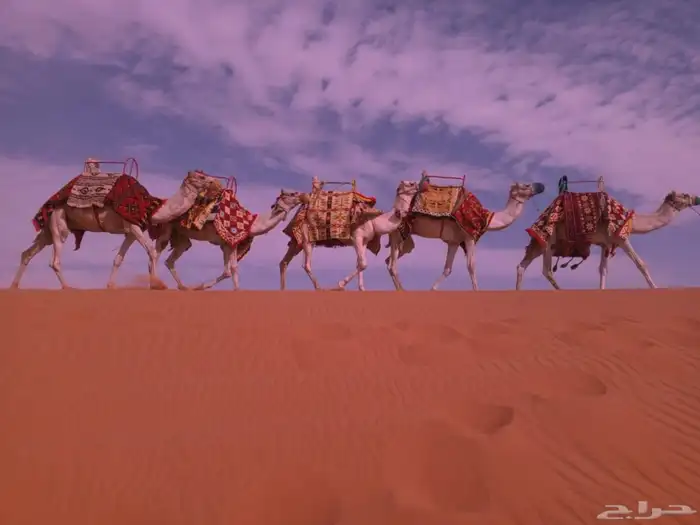 سلام عليكم يوجد الدينا اجار خيل و جمال وسيسي يوم اسبوع شهر 6