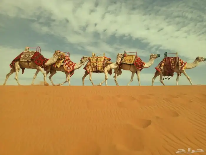 سلام عليكم يوجد الدينا اجار خيل و جمال وسيسي يوم اسبوع شهر 2